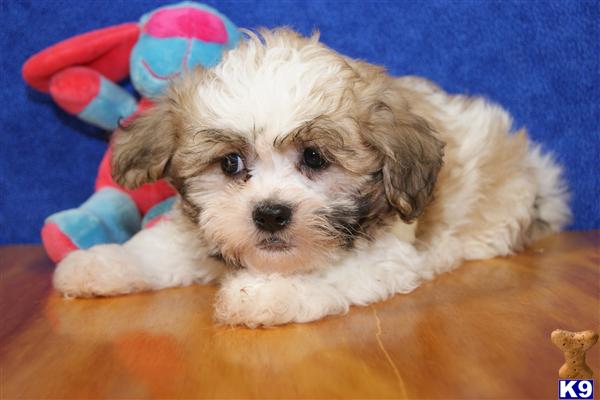 mixed breed shih tzu and bichon